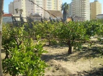 Land for sale in Sueca