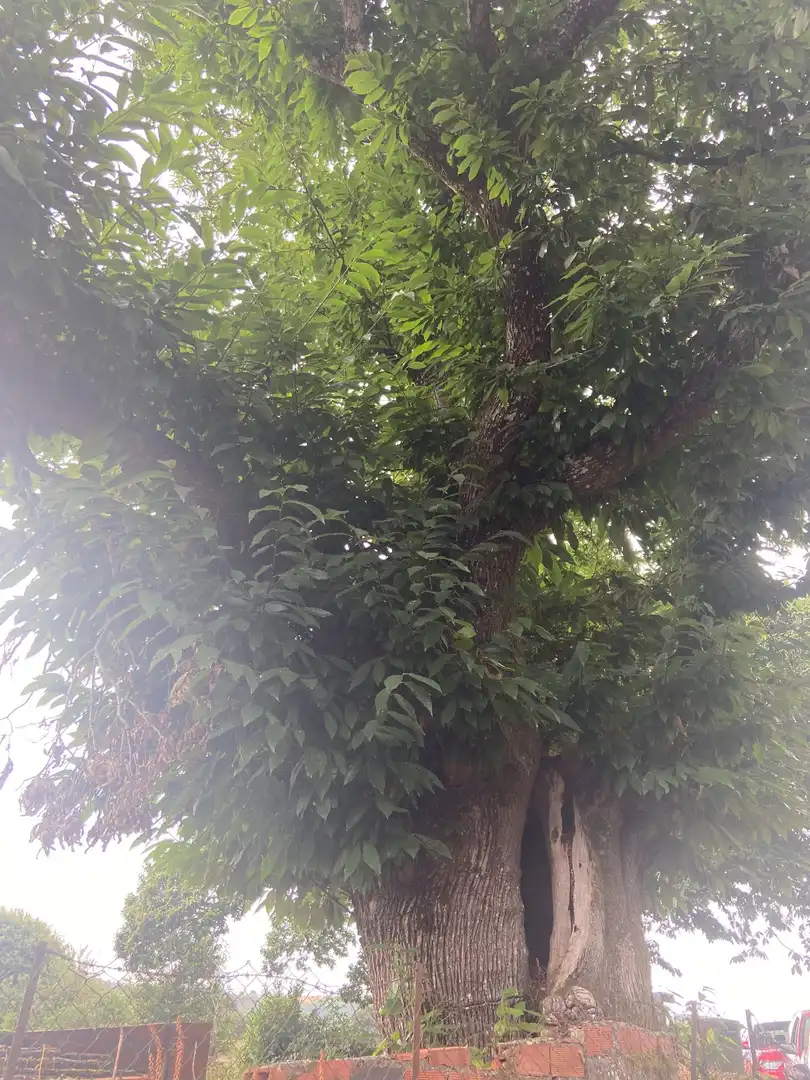 Finca rústica en venta en Rodeiro