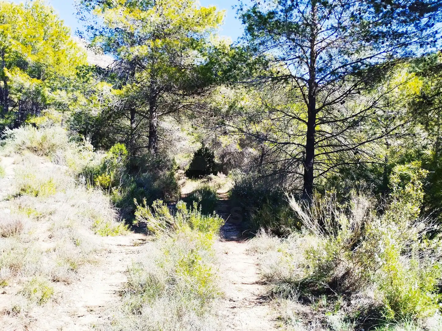 Terreno en venta en La Morera de Montsant