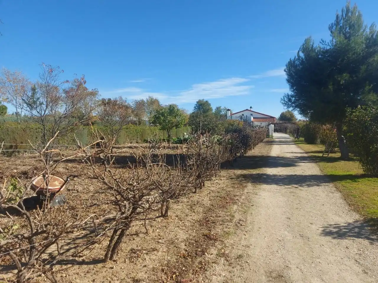 House with pool for sale in Fuente El Saz de Jarama, imagen 43