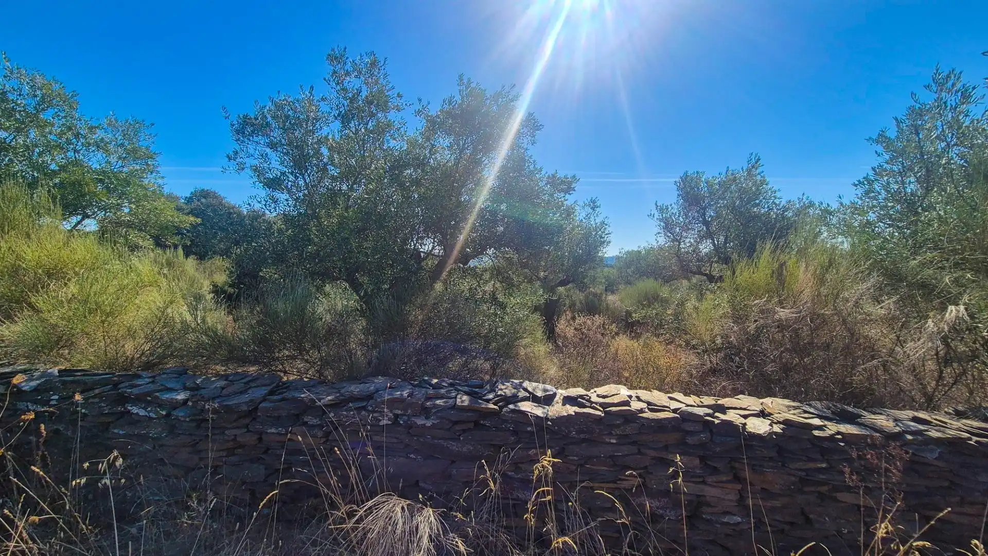 Land for sale in Ahigal de los Aceiteros, Salamanca
