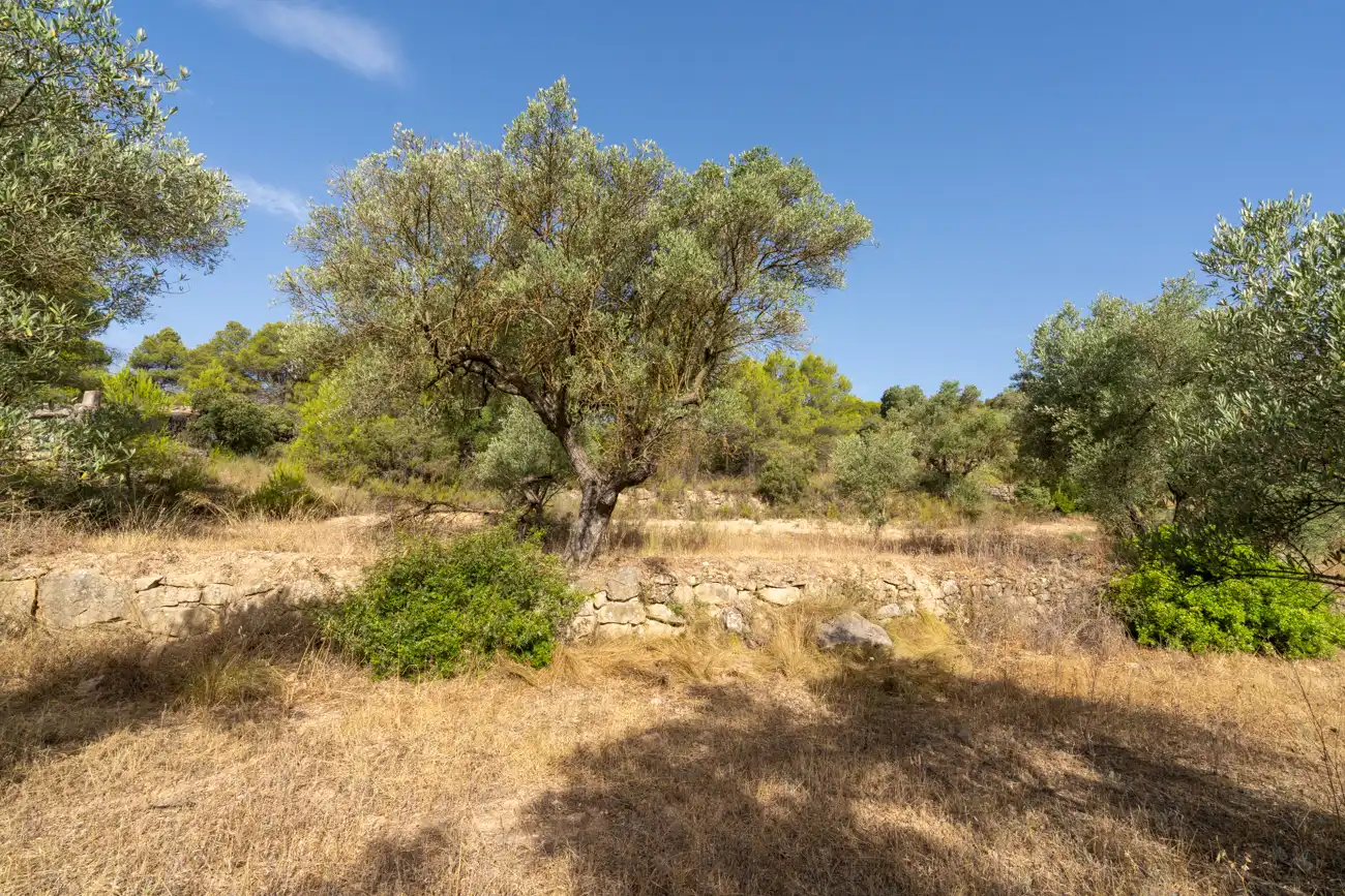 Land for sale in Caseres