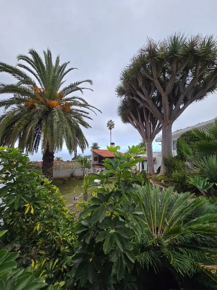 Jardí de Casa o xalet en venda en La Orotava amb Jardí privat, Terrassa i Traster