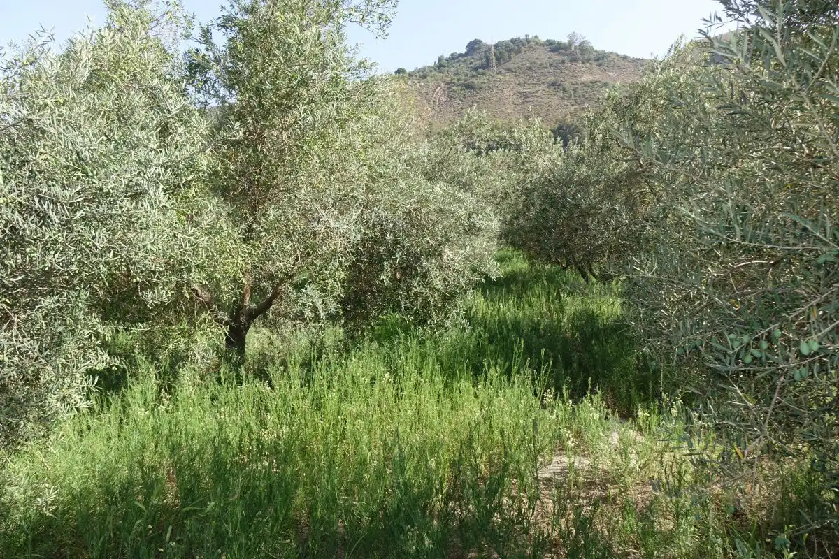 Finca rústica en venta en Órgiva