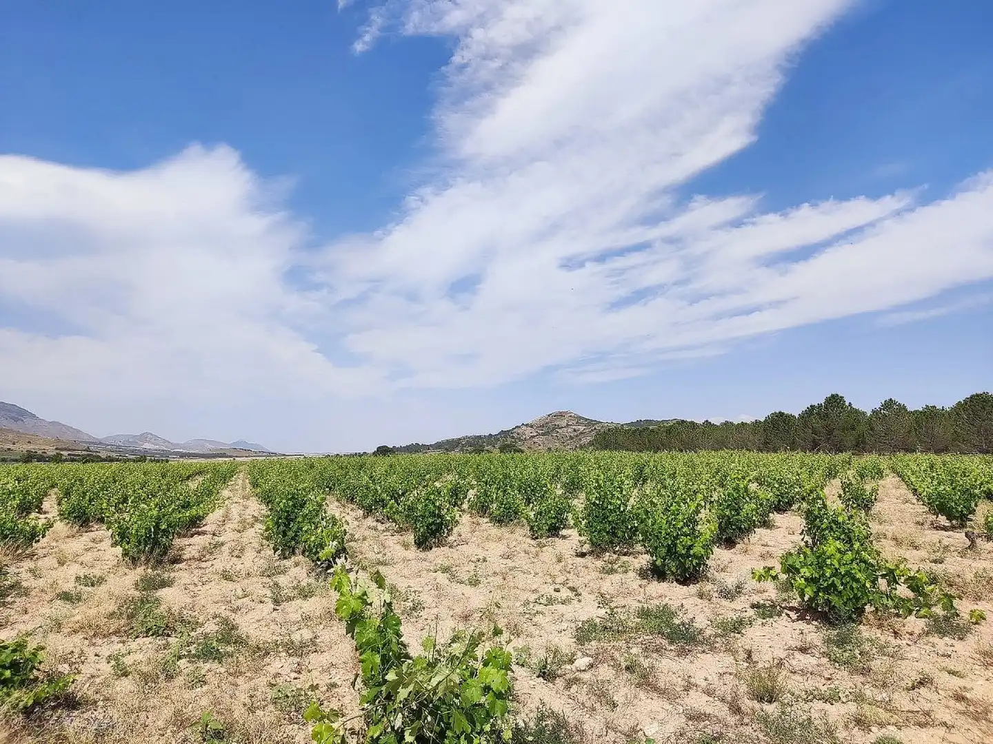 Country homes for sale in Yecla