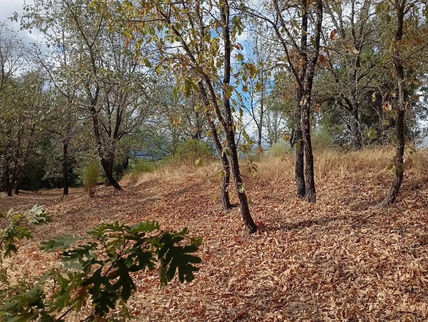 Terreni e lotti in vendita a Villanueva de la Vera, imagen 16