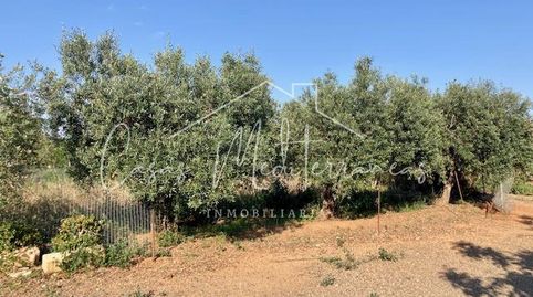 Foto 5 de Finca rústica en venta en Riudoms, Tarragona