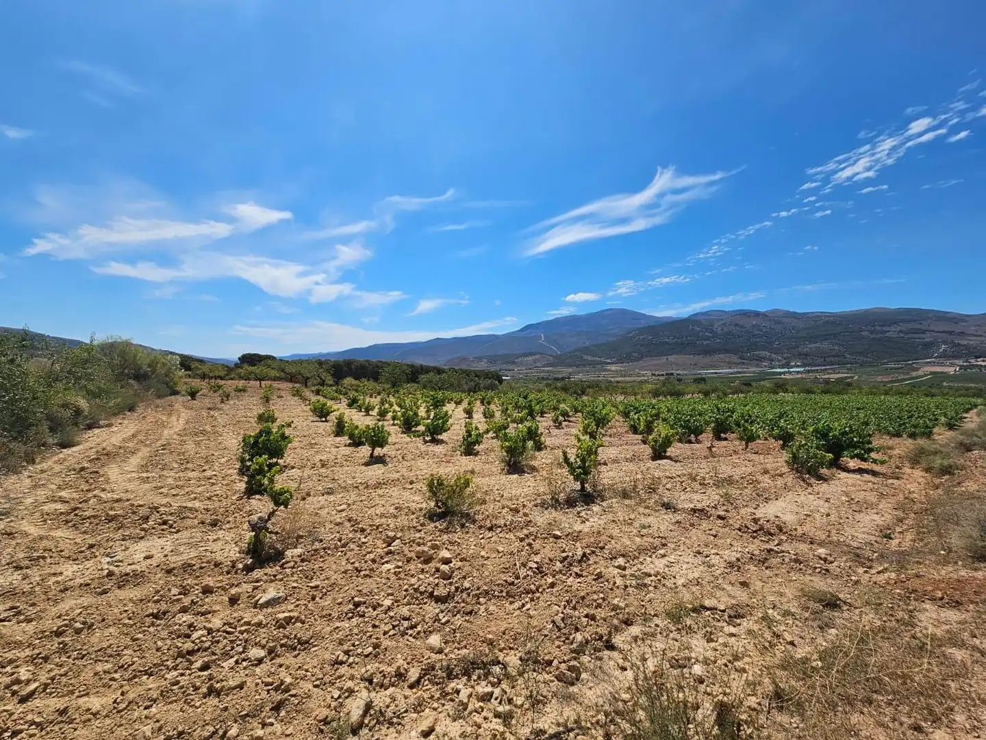Finca rústica en venta en Laujar de Andarax