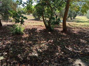 Photo 3 of Country house to rent in Partidas Norte, Málaga