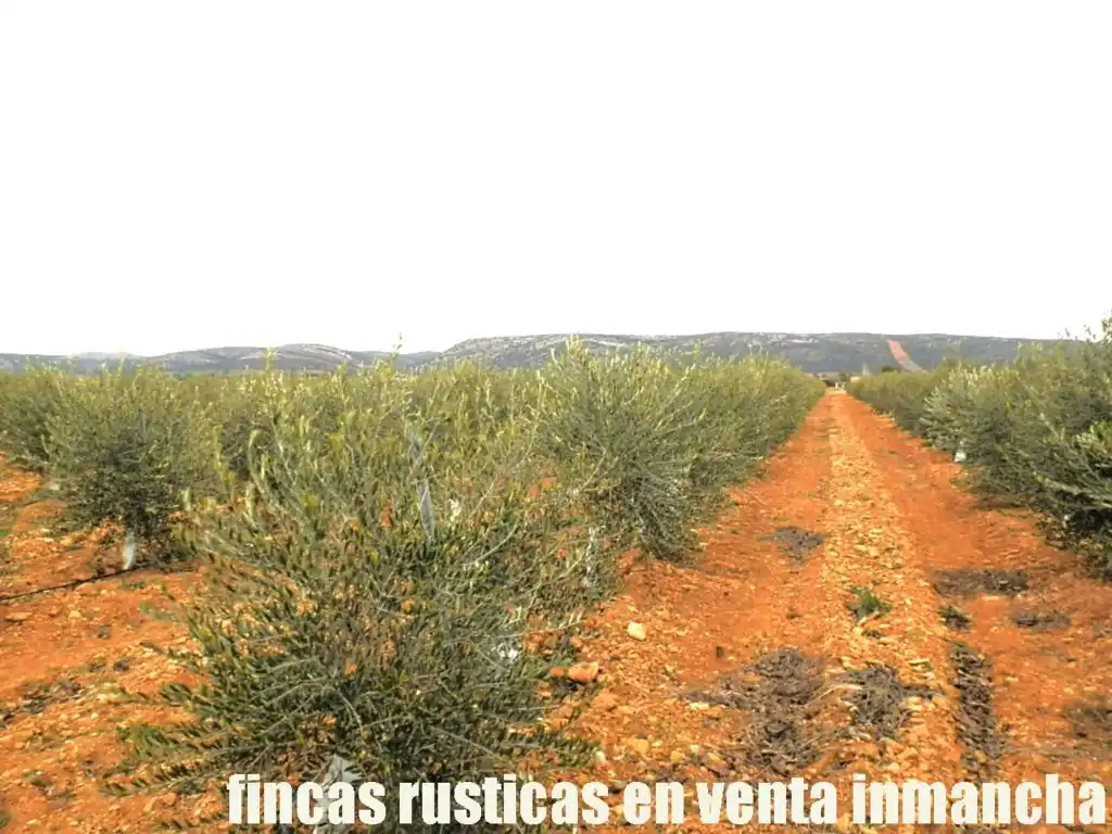 Rural land for sale in Valdepeñas, imagen 12