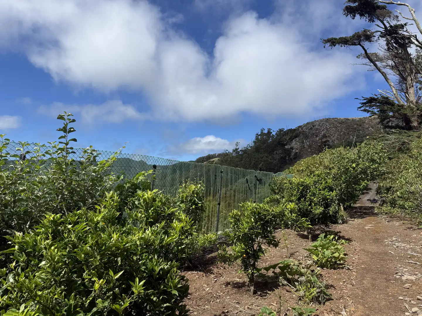 Rural land for sale in Tegueste, imagen 40
