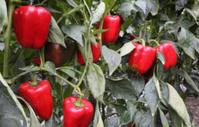 Terreno en Venta en Camino Calesa, 8 en San Isidro - Campohermoso