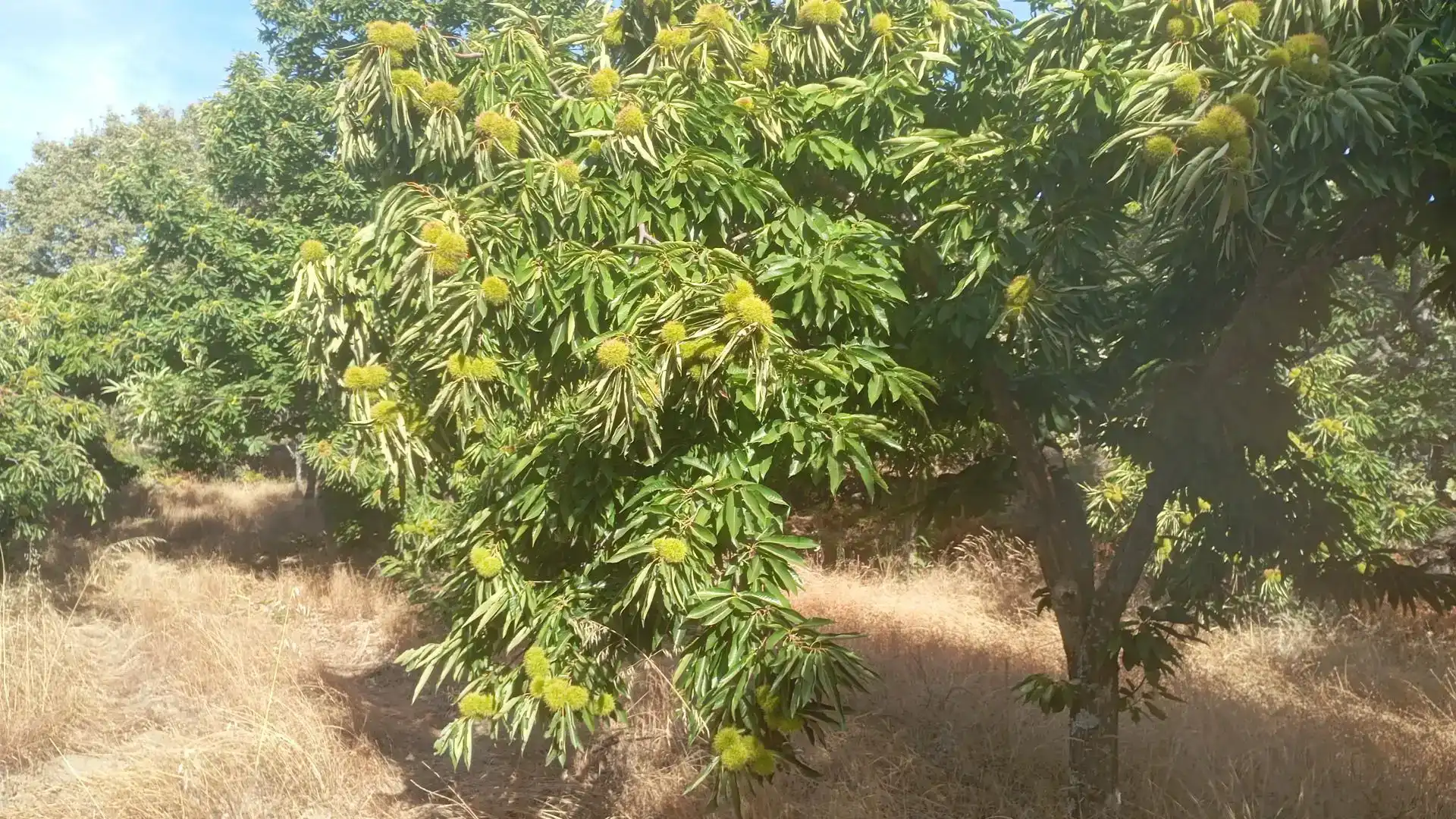 Jardí de Finca rústica en venda en Jarandilla de la Vera, Cáceres