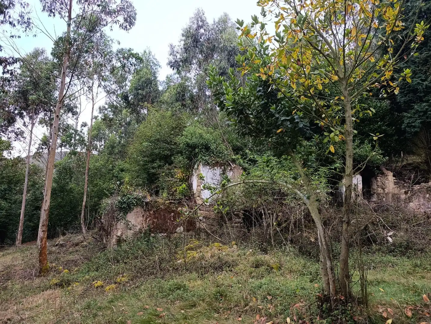Country homes for sale in Pravia