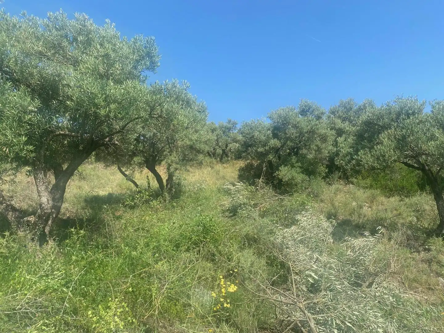 Grundstücke zur Miete in Loranca de Tajuña