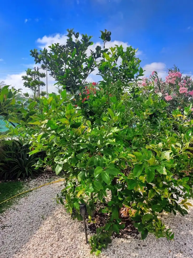 Casa o xalet en venda en Torrevieja amb Aire condicionat, Jardí privat i Terrassa