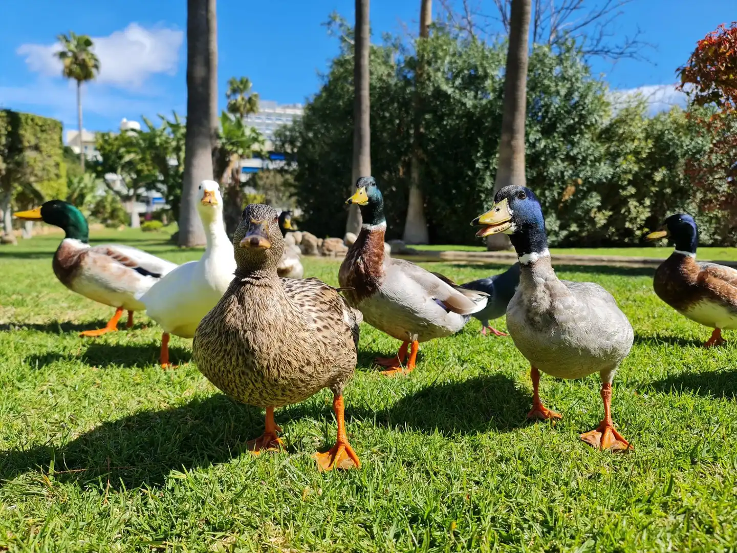Jardín de Piso en venta en Torremolinos con Aire acondicionado, Calefacción y Jardín privado