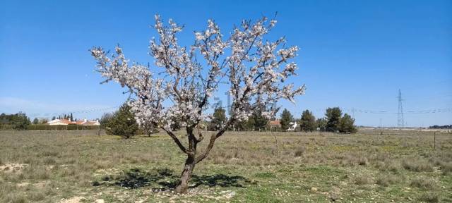 Terreno en Venta en Pedanías - Extrarradio