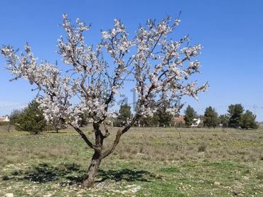 Terreno rustico in vendita a Pedanías - Extrarradio