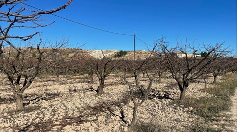 Se venden 6 fanegas de tierra de riego en plena producción de albaricoqueros y ciruelas, 12.000m2 a 5 minutos de Cehegin en plena, immagine 2