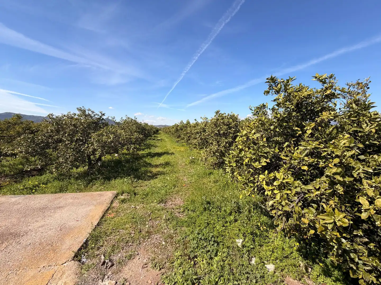 Rural land for sale in Almenara, imagen 13