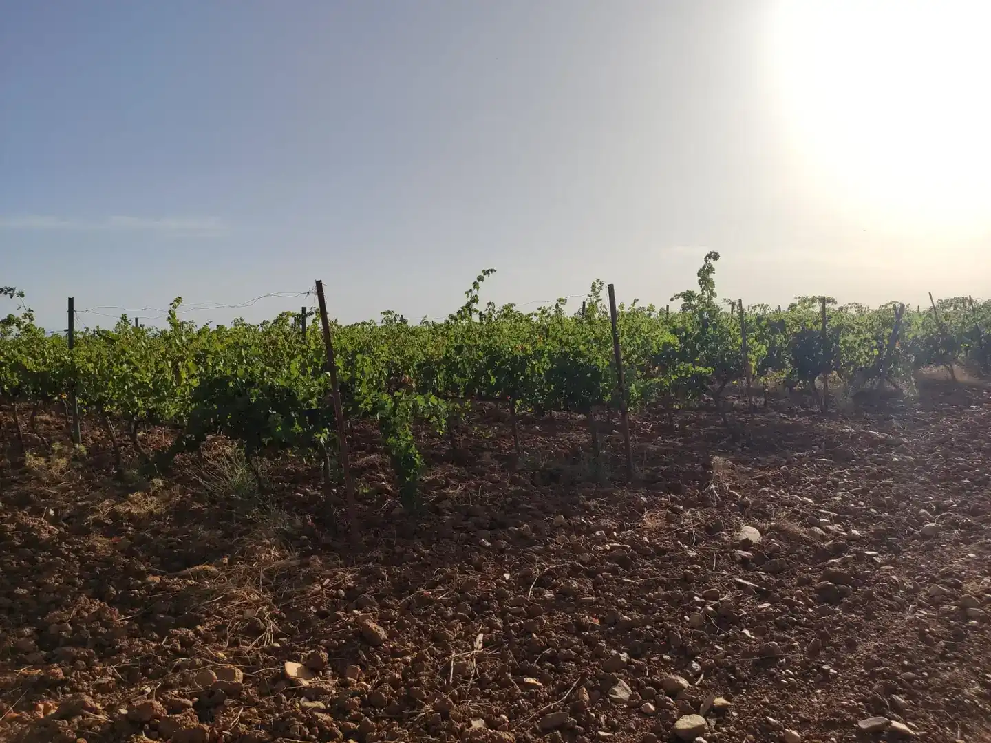 Terreno en venta en Cortes y Graena