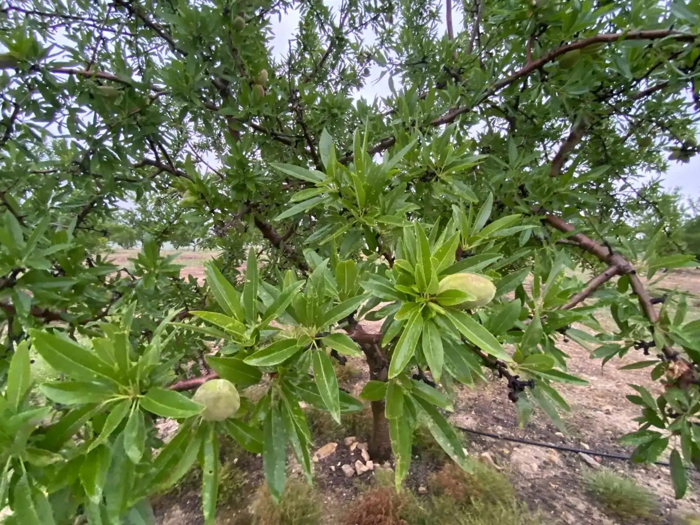 Terreni e lotti in vendita a Guadahortuna, imagen 7