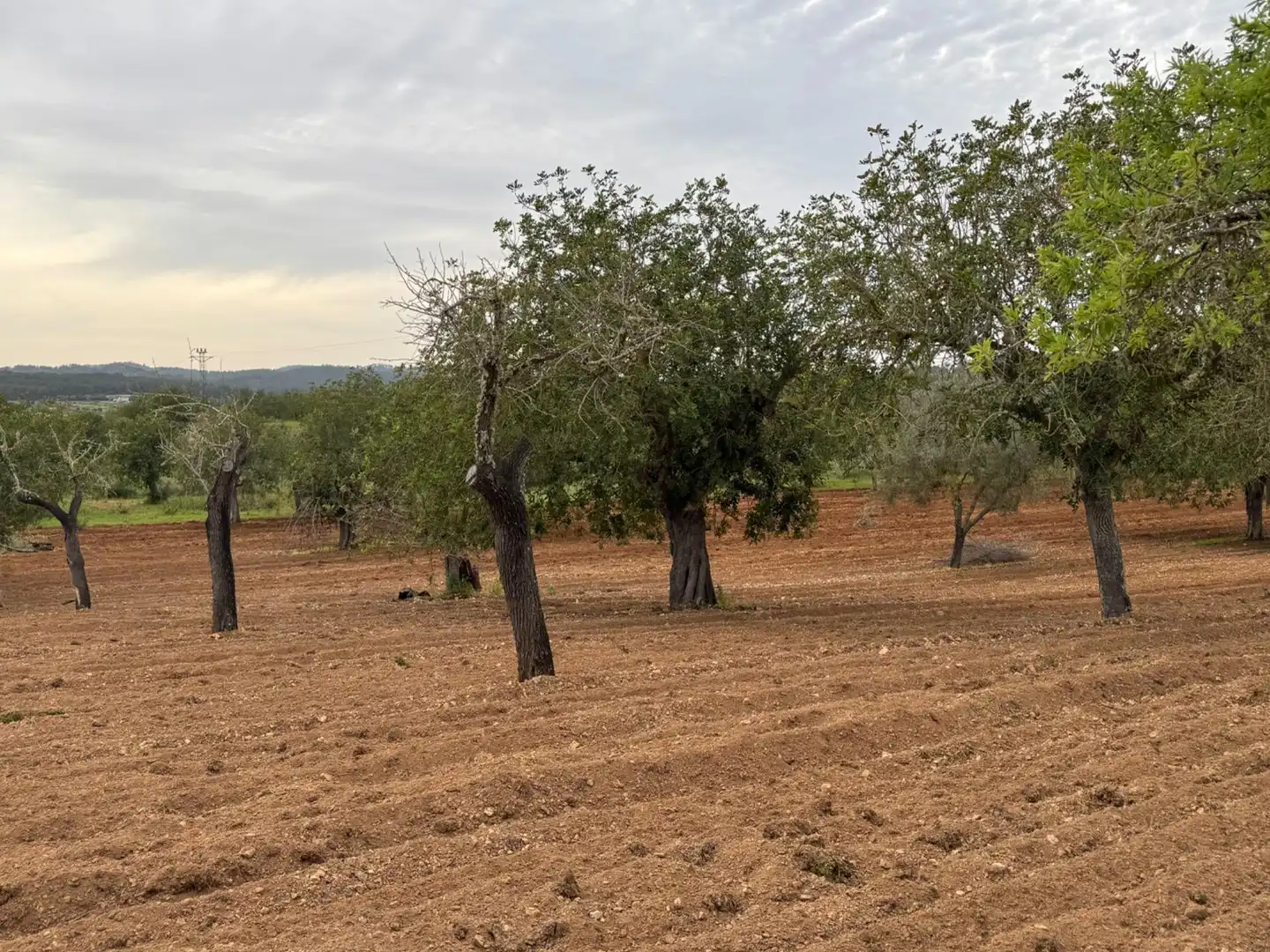 Rustikales Grundstück zum Verkauf in Camino Camí Vell de Porreres 2, imagen 3
