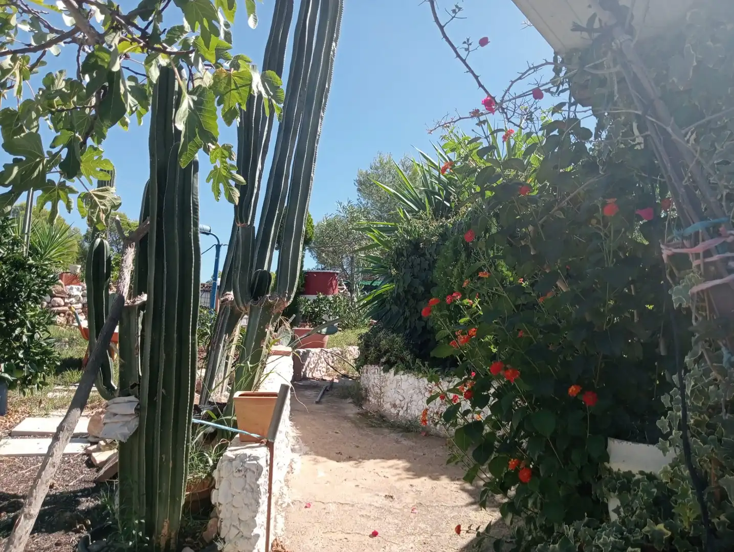 Jardín de Casa o chalet en venta en Albalat dels Tarongers con Jardín privado, Piscina y Amueblado
