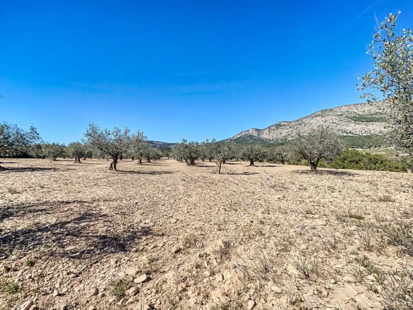 Land for sale in Castalla