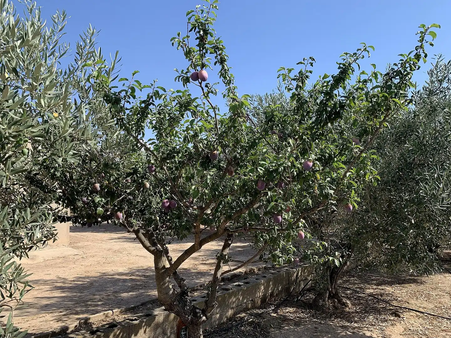 Jardí de Finca rústica en venda en Caudete