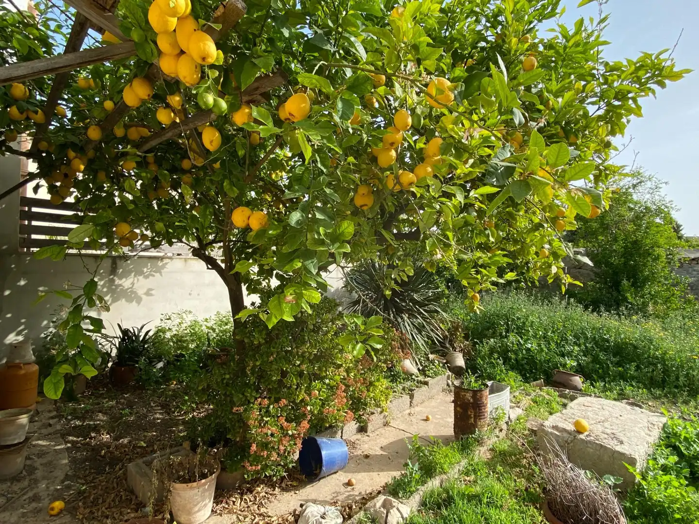Casa amb jardí en venda a PERE ESTRUCH 24, imagen 16