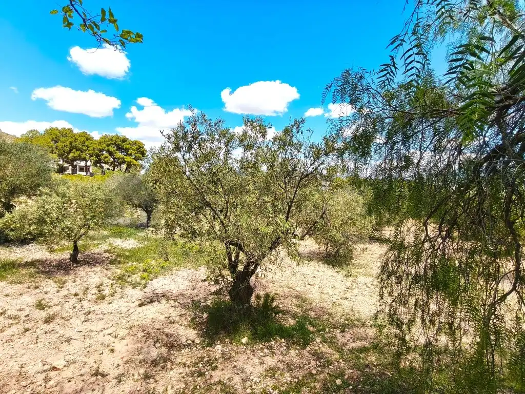 Finca rústica en venta en Sax