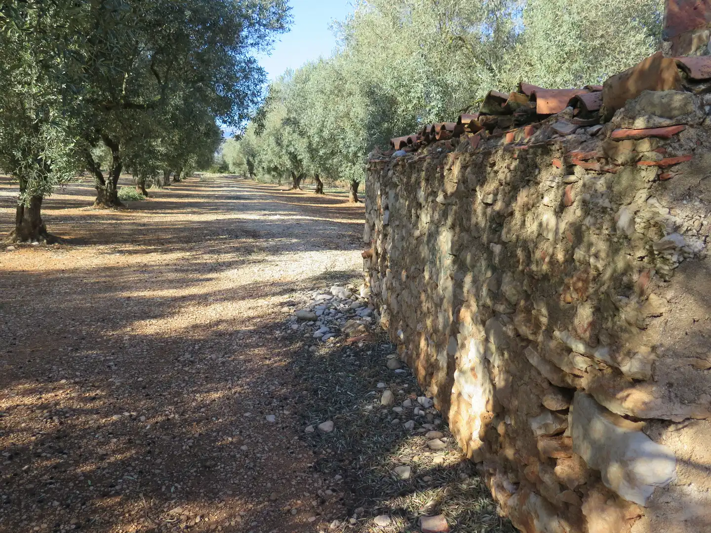Rural land for sale in Godall, imagen 13