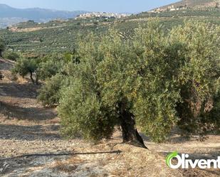 Land for sale in La Guardia de Jaén