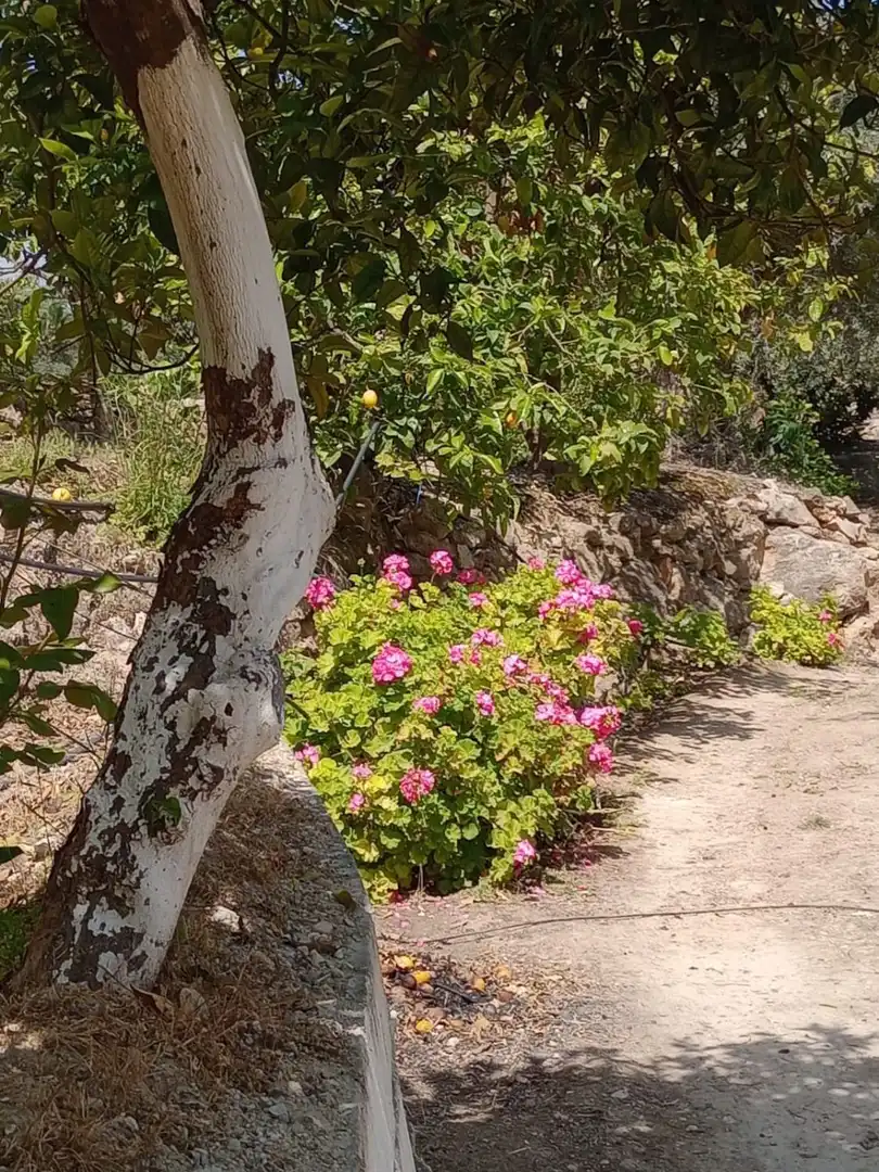 Terreni e lotti in vendita a El Valle, imagen 15