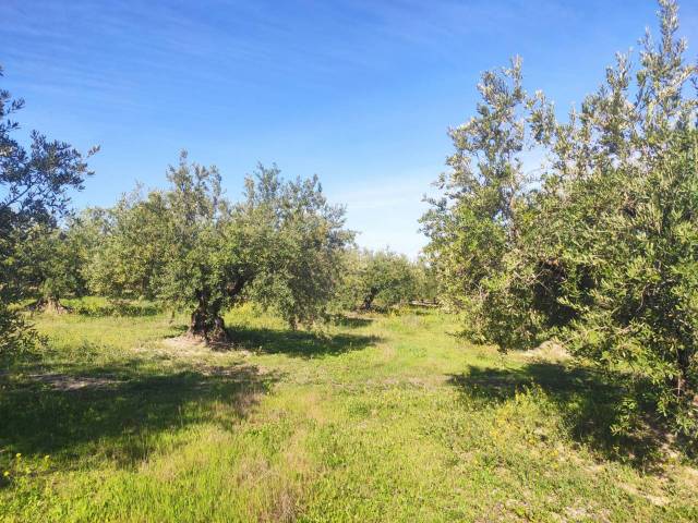 Terreno en Venta en TERMINO DE BAENA  en Baena