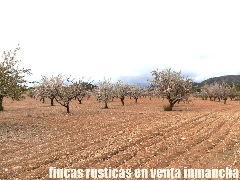 Terreni e lotti in vendita a Tobarra, imagen 4