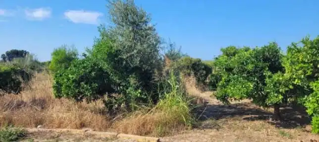Rural land for sale in Partida Vilella, imagen 8