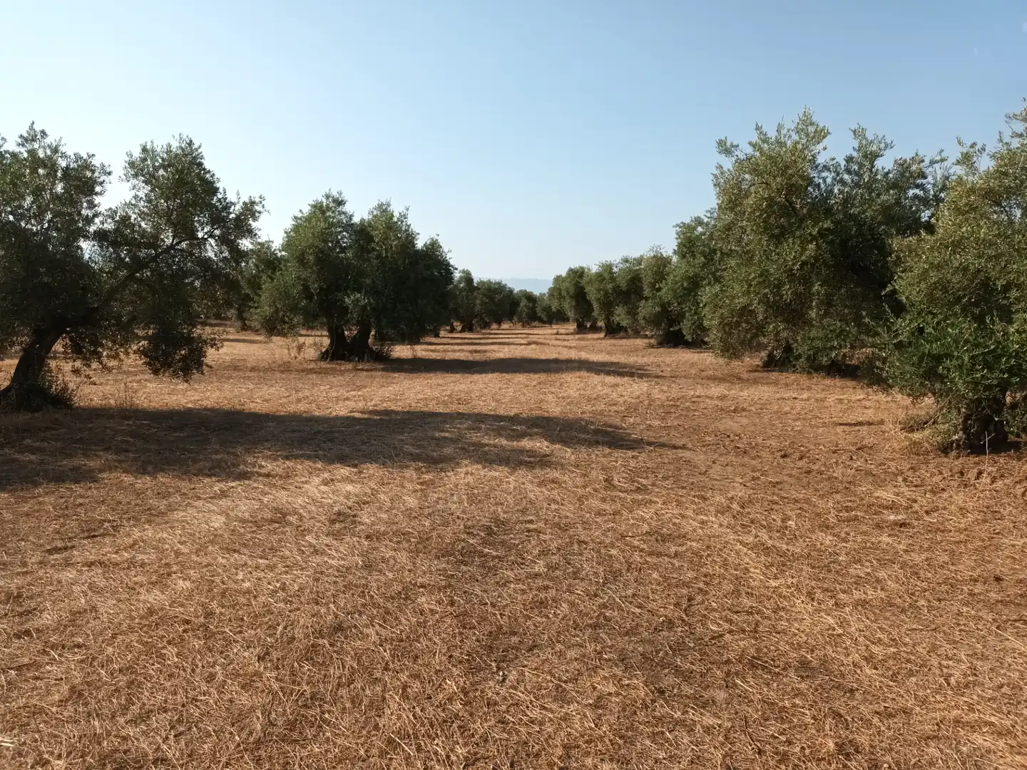 Terreni e lotti in vendita a Santisteban del Puerto, imagen 2