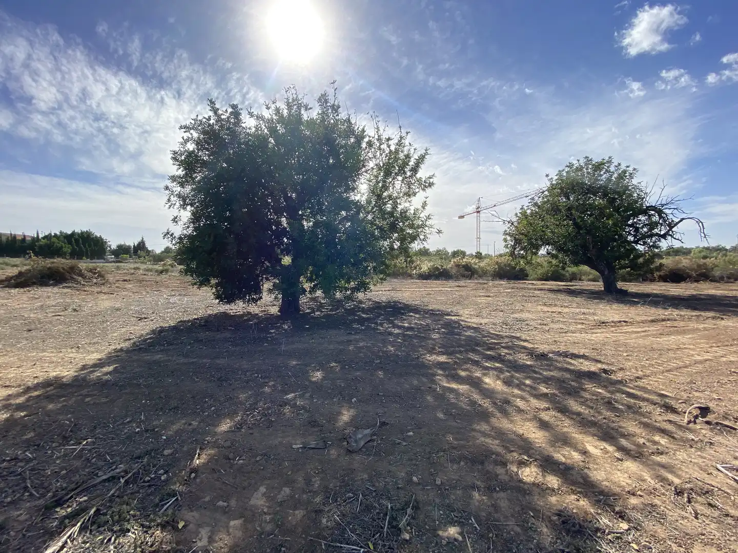 Land for sale in Elche / Elx