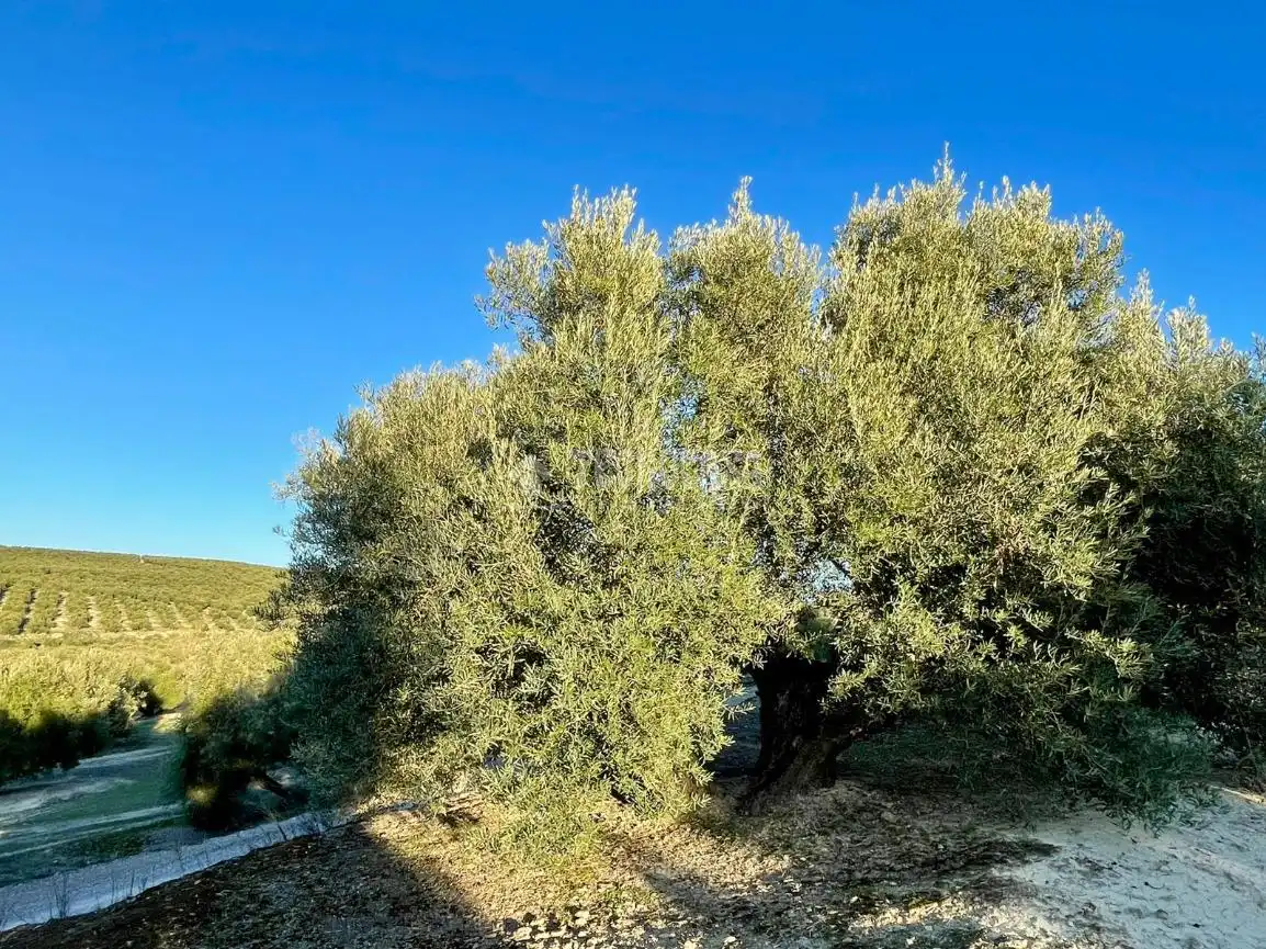 Terrenos y solares en venta en Úbeda, imagen 9