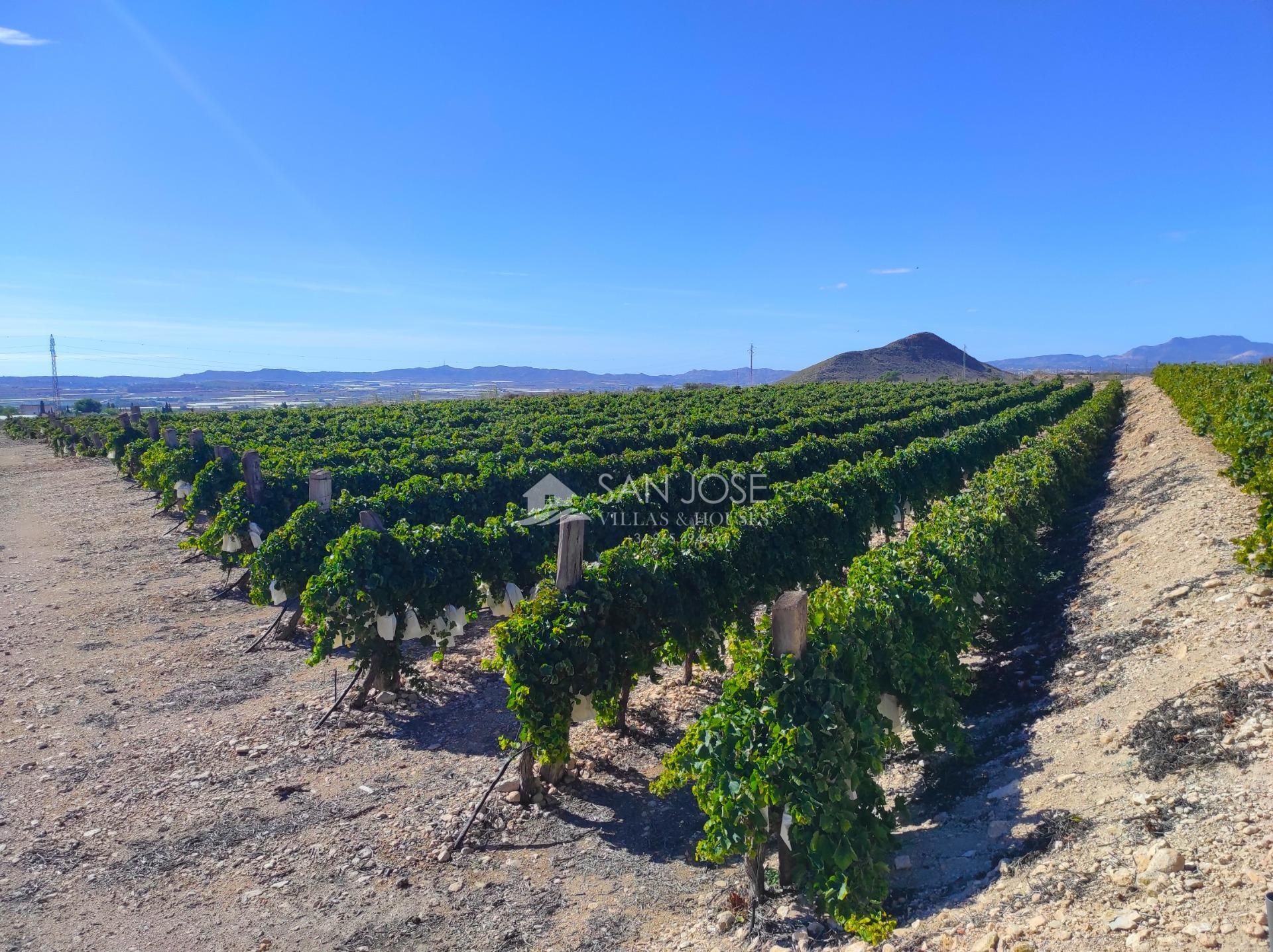 Finca rústica en venda en Monforte del Cid