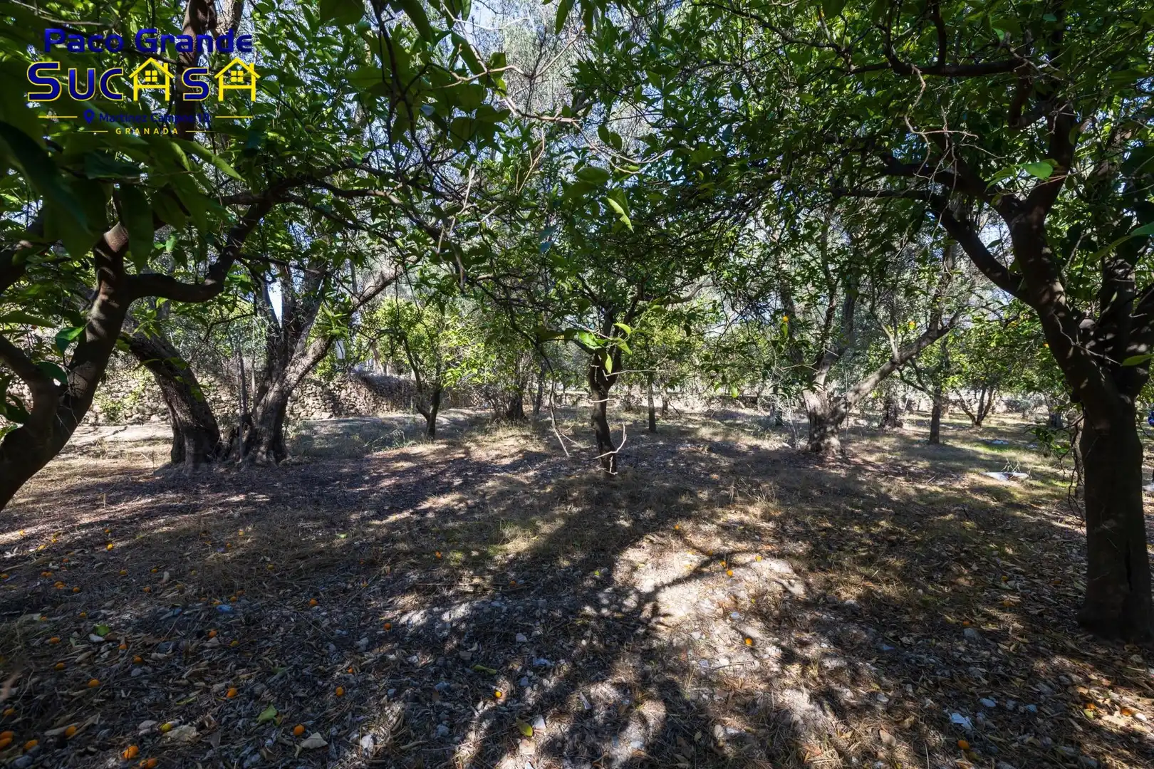 Terreno rustico in vendita a PINOS DEL VALLE, imagen 11