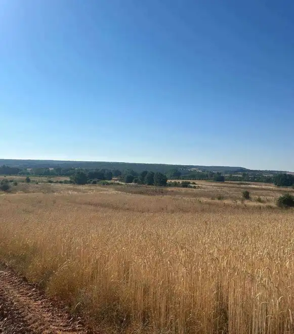 Terreni e lotti in vendita a Almanza, imagen 2