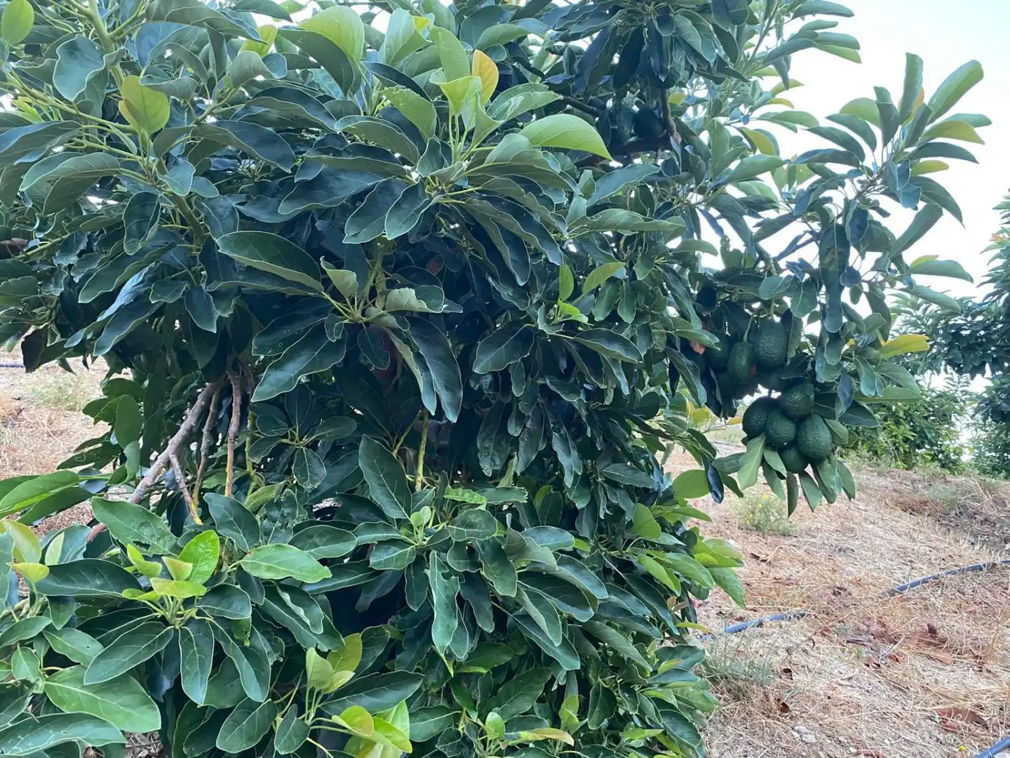 Casa rústica en venda a PARAJE CRUDO ITRABO, imagen 9
