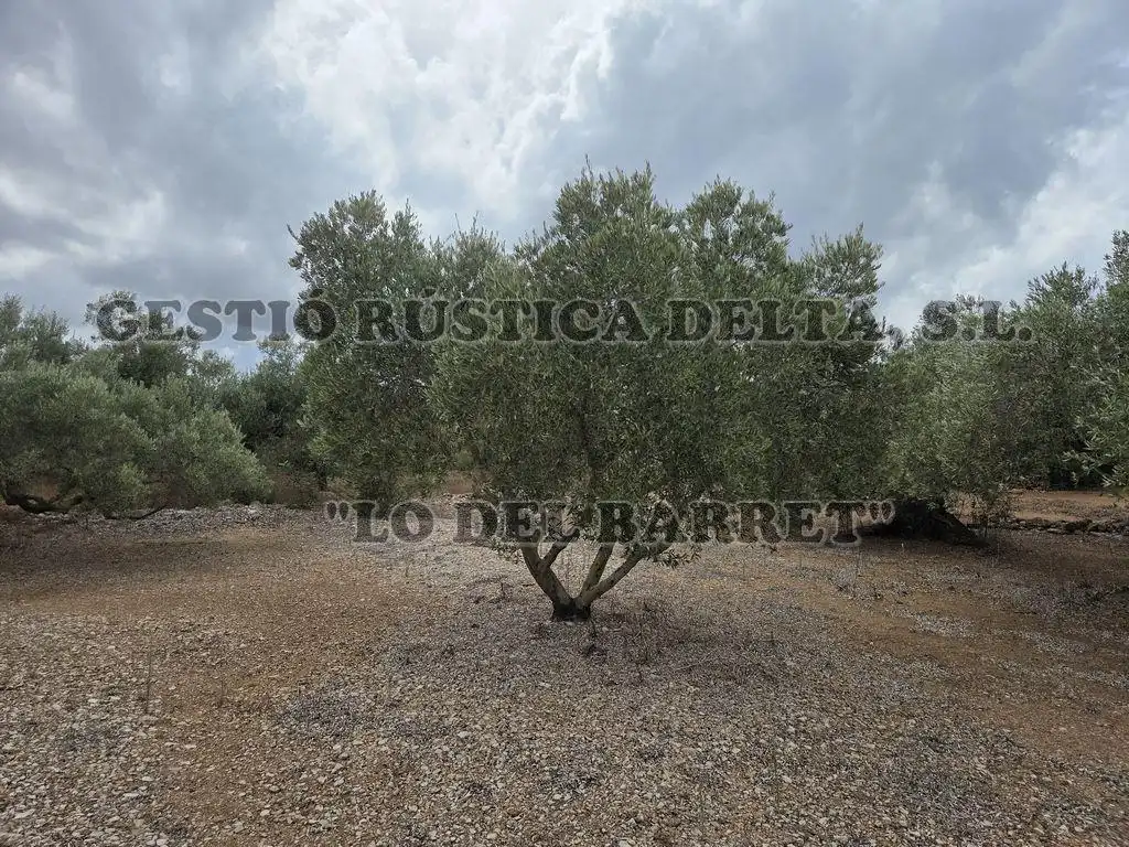 Terreno rústico en venta en Poligono 8, imagen 10