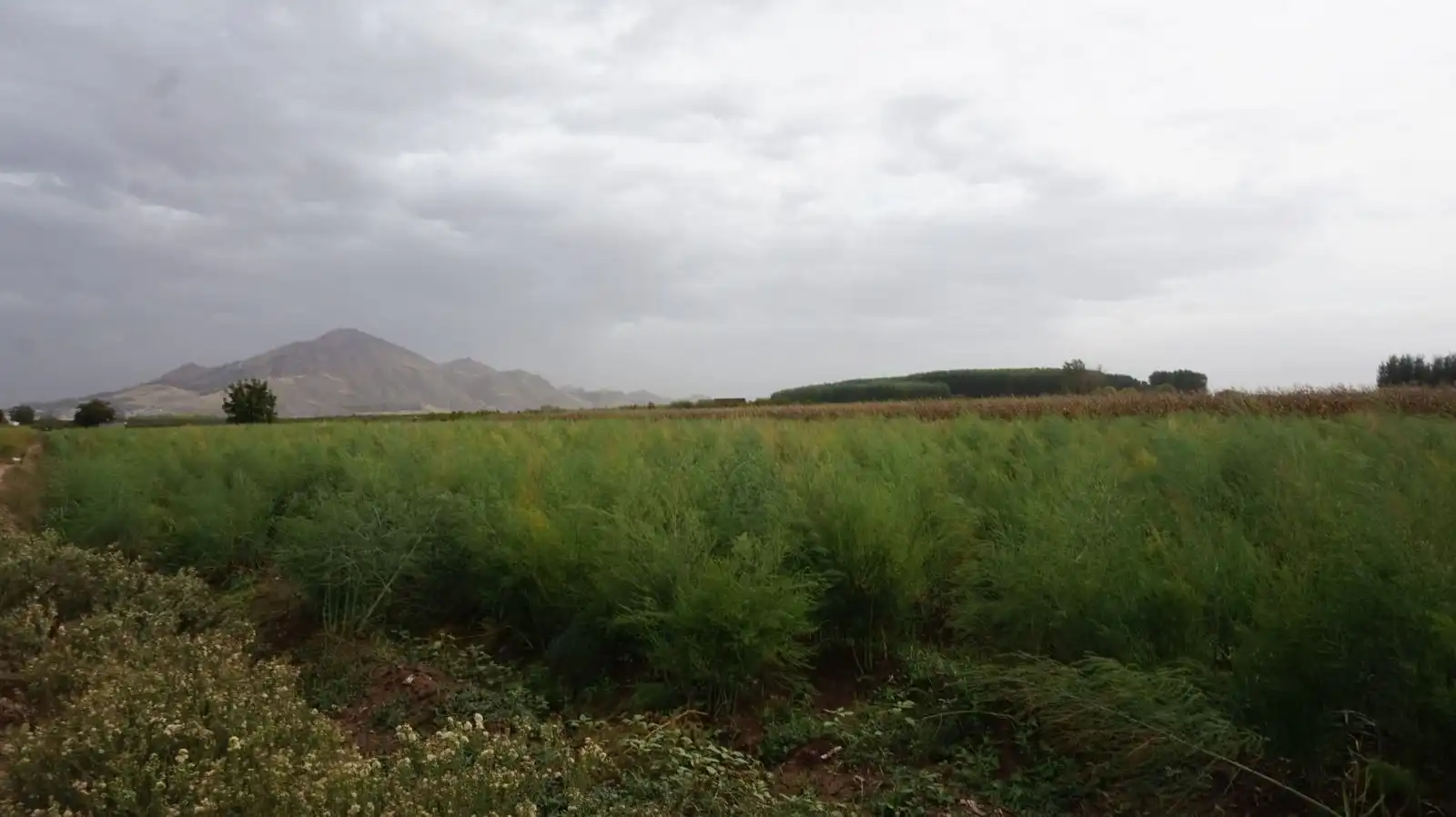 Rural land for sale in Pinos Puente, imagen 3