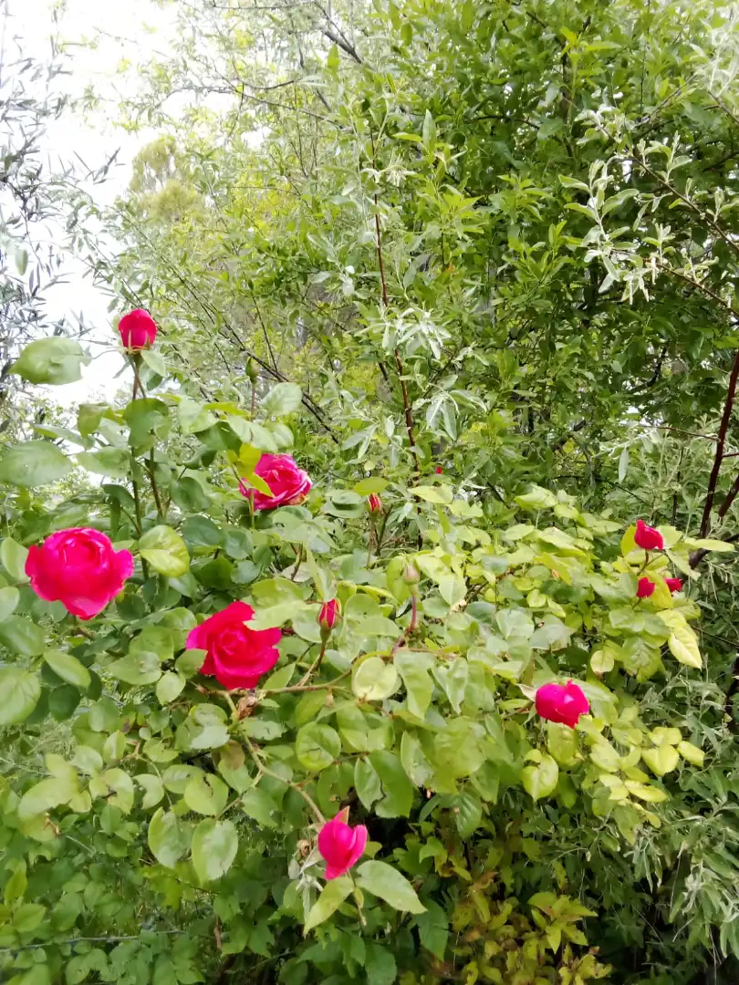 Jardí de Casa o xalet en venda en Illana amb Jardí privat, Terrassa i Piscina