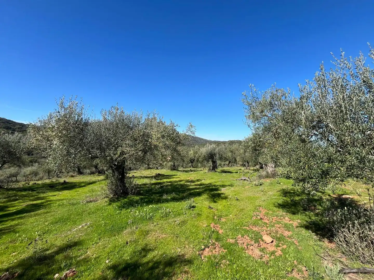 Terreni e lotti in vendita a Zufre, imagen 15